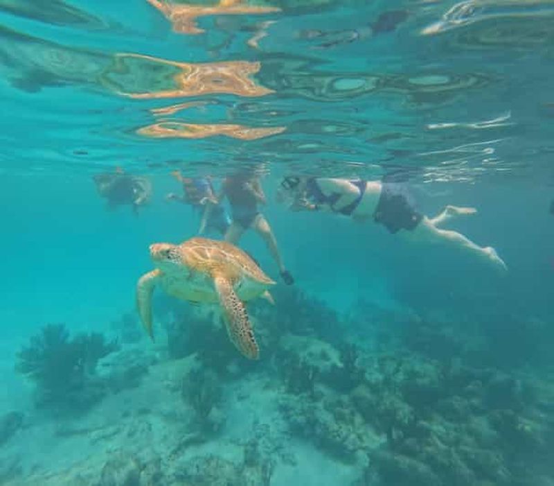 Plage d'Akumal : snorkeling avec tortues et photos Gopro