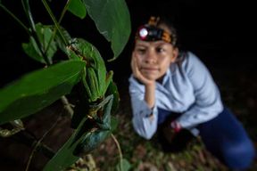 Tortuguero : Visite nocturne d'observation de la faune et de la flore et visite à pied de la jungle