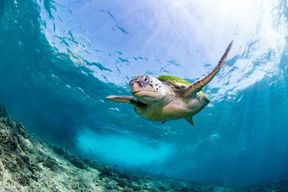 Seeb : excursion de snorkeling aux îles Daymaniyat avec un déjeuner savoureux