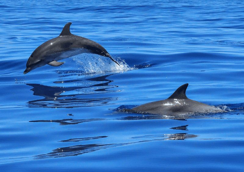 Lisbonne : croisière fluviale sur le Tage vers l'océan et observation des dauphins