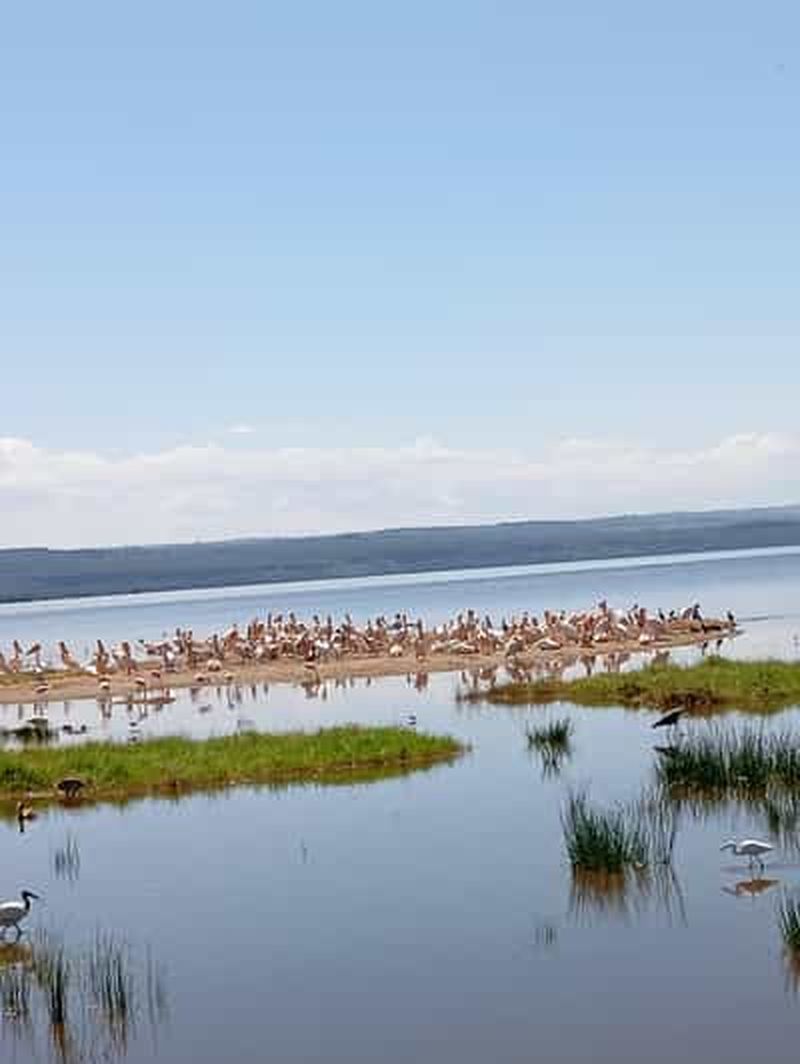 Excursion d'une journée au lac Elementaita et au lac Naivasha depuis Nairobi