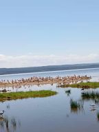Excursion d'une journée au lac Elementaita et au lac Naivasha depuis Nairobi