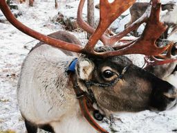 Rovaniemi : safari avec les rennes et huskys du Père Noël et barbecue sous les aurores boréales