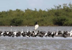 Ailes du Belize : Aventure dans la Réserve Naturelle de Crooked Tree