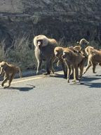 Addis-Abeba : parc national d'Awash et Harar, circuit de 4 jours