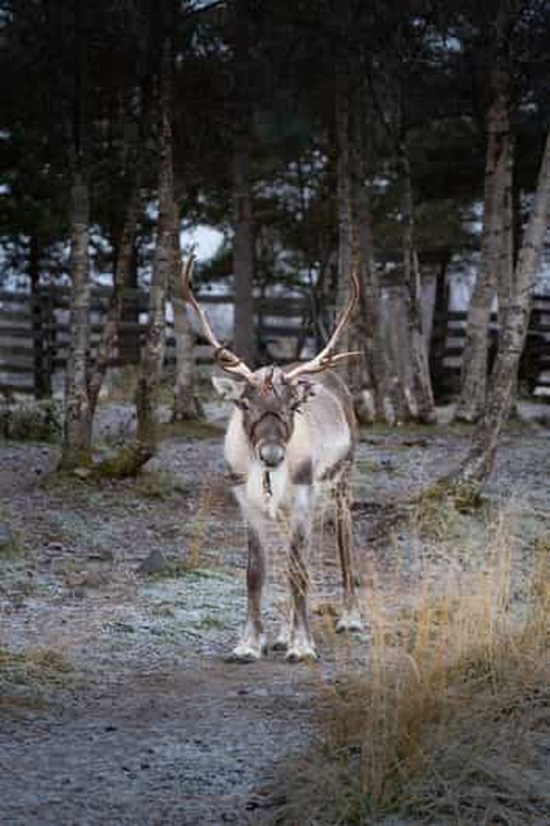 Kiruna : excursion d'une journée à l'hôtel de glace et au campement sami