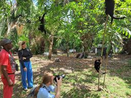 Expédition au Belize : à la découverte des singes hurleurs