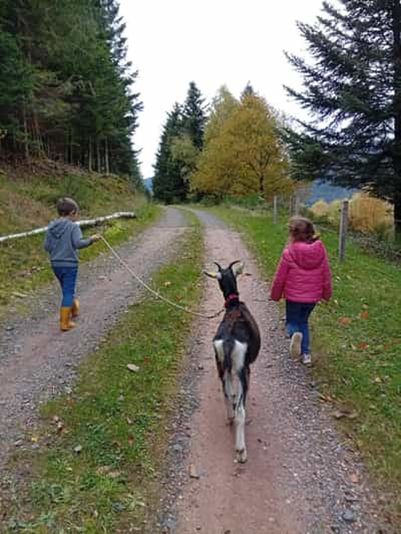 Luvigny : balade découverte insolite avec les chèvres