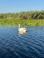 Tour en bateau à la mer Noire, Sfântu Gheorghe (8-9 heures)