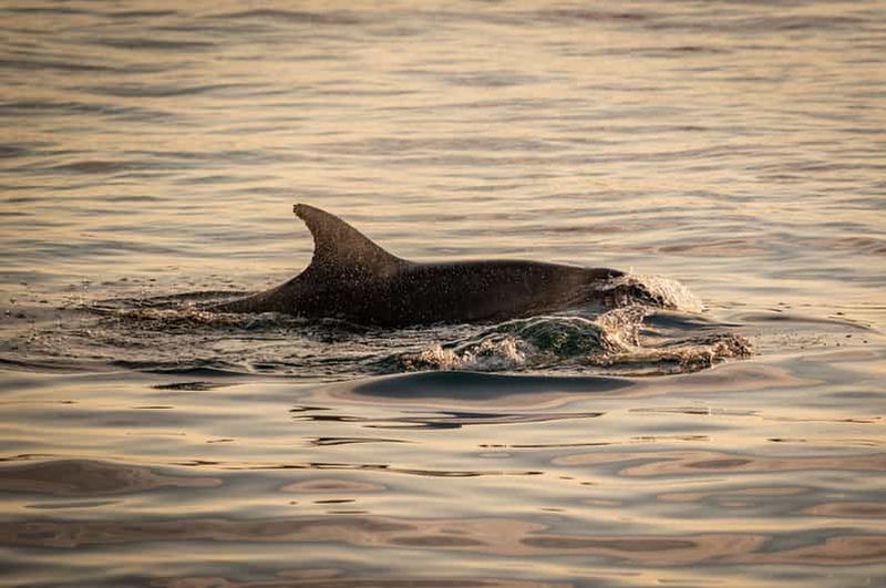 Pula : Parc national de Brijuni : coucher de soleil, dauphins et dîner-croisière