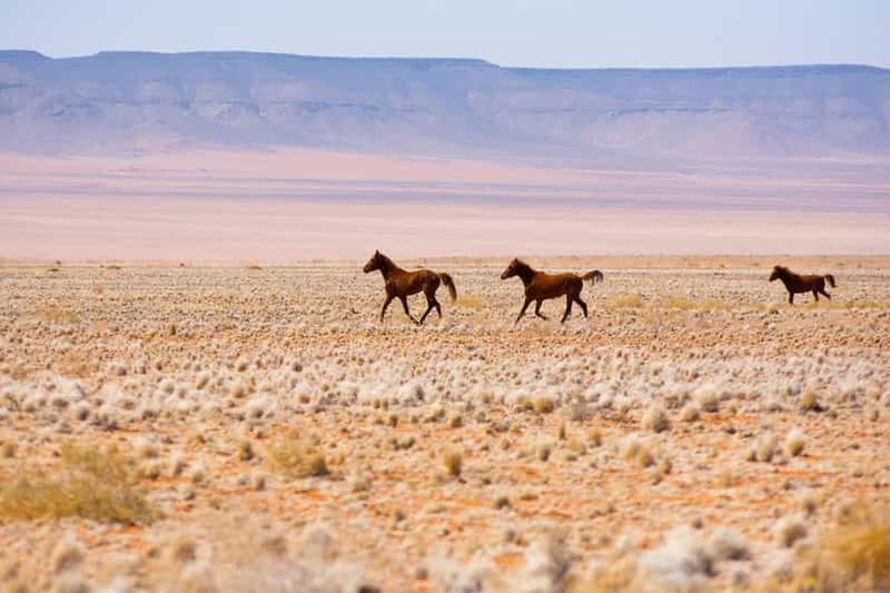 Swakopmund : balade à cheval dans le désert du Namib - 1 heure