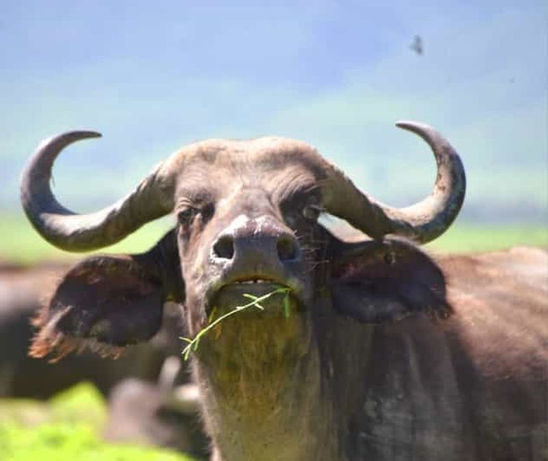 Safari de 8 jours en Tanzanie (Serengeti, Ngorongoro)