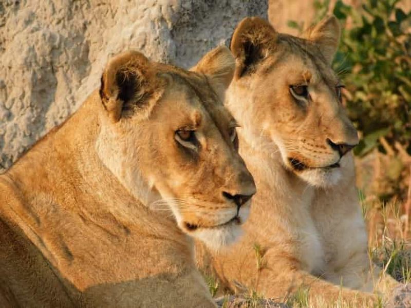 Botswana : safari de 9 jours dans le Chobe, le delta et aux chutes Victoria