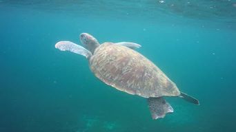 Martinique: Croisière et snorkeling avec les tortues, poissons et coraux