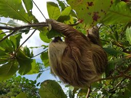 Puerto Limon : visite de la ville et du parc national de Cahuita