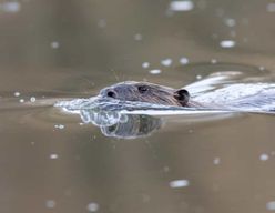 Lac Tisza : circuit privé de photographie ornithologique au lever du soleil