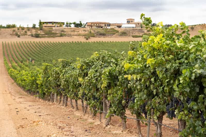 Haza : visite du domaine viticole de Ribera del Duero et dégustation de vin