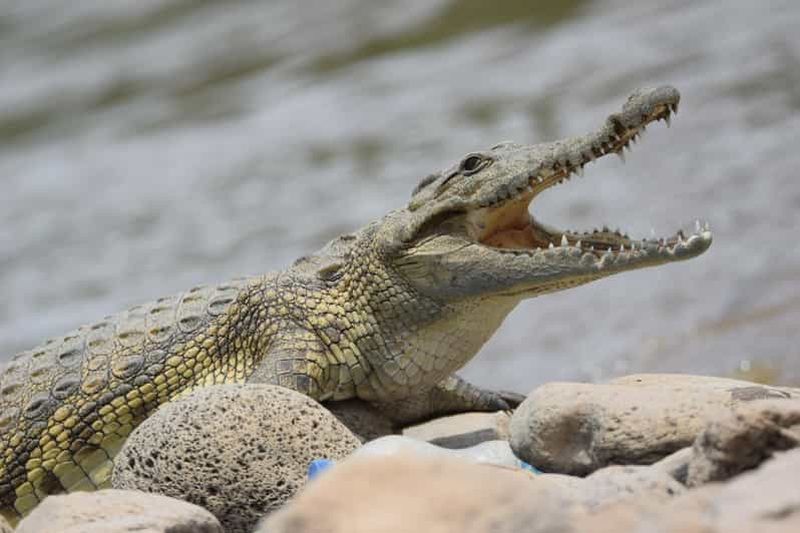 Addis-Abeba : safari de 2 jours dans le parc national d'Awash