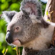 Visites privatives du sanctuaire Lone Pine Koala Sanctuary et de Brisbane