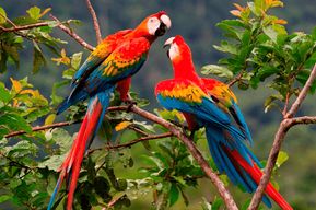 Depuis Cusco : Visite guidée de 4 jours du parc national de Manu