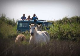 Aigues Mortes : Safari photo en Jeep en Camargue