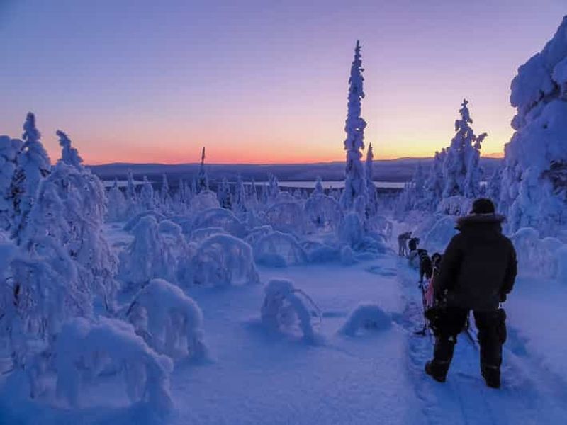 Kiruna : après-midi guidé, visite en traîneau à chiens
