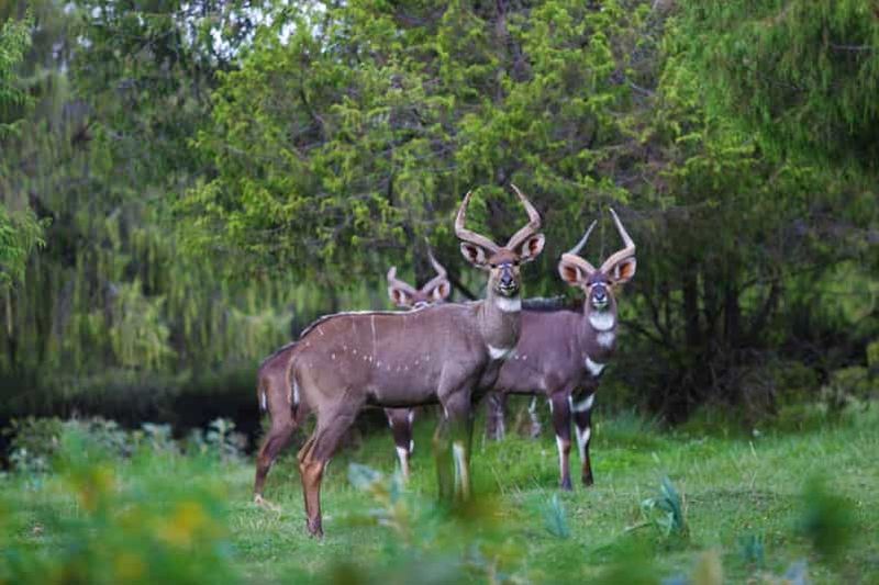 Éthiopie : Circuit de 3 jours dans le parc national des monts Bale