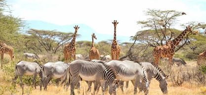 Au départ de Nairobi : Safari de 5 jours dans les parcs nationaux de Samburu et de Meru