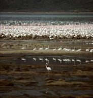Nairobi : Excursion d'une journée au lac Bogoria avec prise en charge à l'hôtel