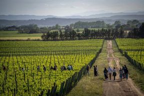 Pals : Visite de la cave Mas Geli avec dégustation de vins