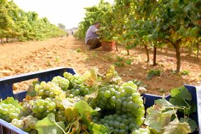Chiclana de la Frontera : visite de cave avec dégustation de vins