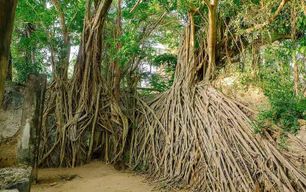 Île de Mafia : excursion sur l'île de Chole avec déjeuner sur un banc de sable
