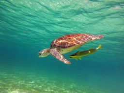 Akumal : Plongée guidée avec les tortues de mer