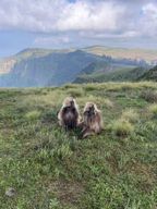 Randonnée de 10 jours dans les montagnes du Simien : ascension du magnifique Ras Dejen
