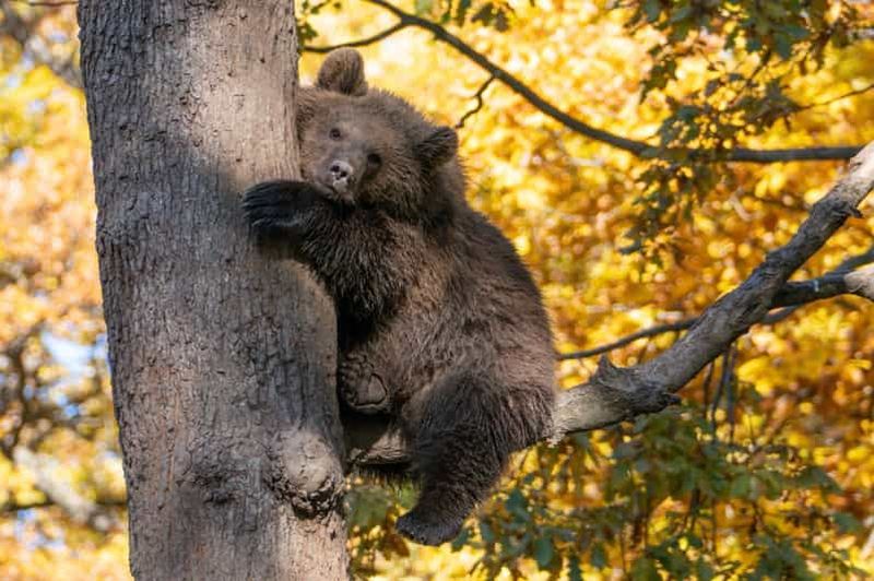 Brasov : sanctuaire des ours, château de Dracula et forteresse de Râşnov
