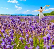 Depuis Avignon : champs de lavande et villages du Luberon