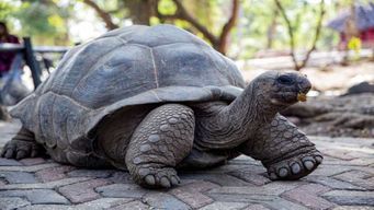 Zanzibar : île-prison, Nakupenda, StoneTown avec BBQ