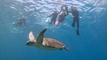 Île de Tokashiki : excursion en bateau, snorkeling avec tortues et déjeuner