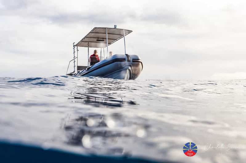 Réunion : Observation des dauphins et baleines à Saint-Gilles-les-Bains