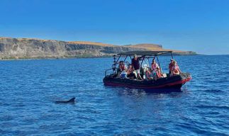 Réunion : Observation des dauphins et baleines à Saint-Gilles-les-Bains