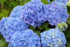 Sete Cidades : lacs jumeaux, randonnée dans la Serra Devassa et Mosteiros