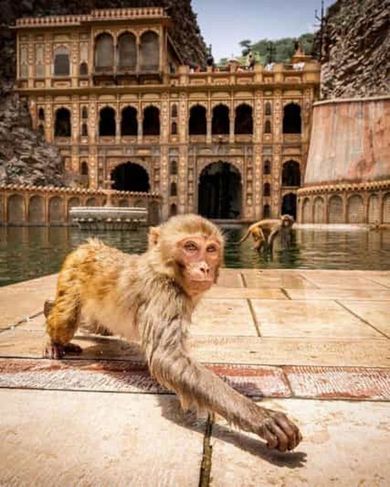 Visite de Jaipur avec le temple des singes (Galta ji temple)