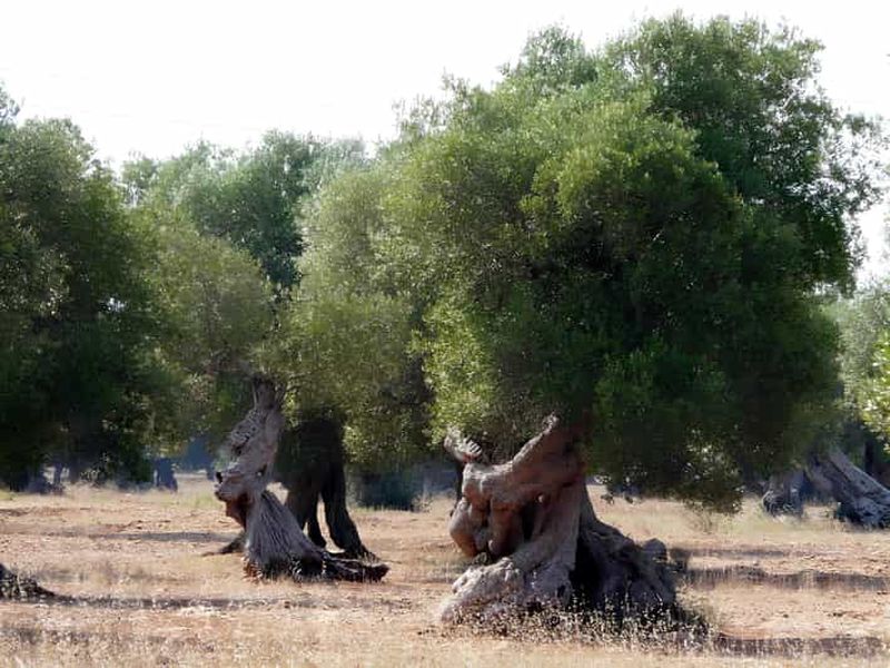 Pouilles : Dégustation d'huile d'olive et promenade dans les oliveraies