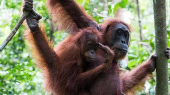 2 jours depuis Medan : visite des orangs-outans de Bukit Lawang et du lac Toba