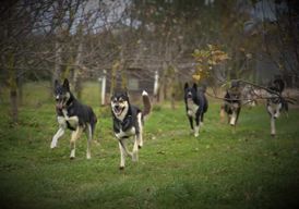 VISITE DU CHENIL DES CHIENS DE TRAÎNEAU À TARTU, EN ESTONIE