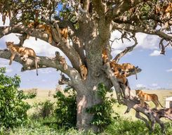 Excursion d'une journée dans le parc national du lac Manyara