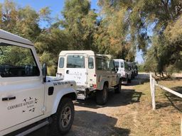 Au départ d'Arles : demi-journée de safari en Camargue en 4x4
