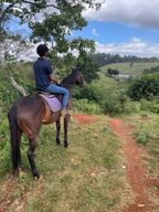 Nairobi : Randonnée à cheval dans la forêt de Karura