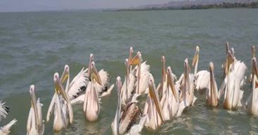 2 jours de visite du lac Tana et des chutes d'eau du Nil Bleu