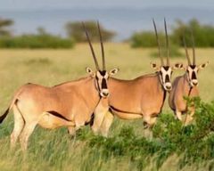 Circuit de 3 jours dans le parc national d'Awash (Wild Wonders and Nature, Awash National Park)